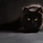 Oração do gato preto de São Cipriano
