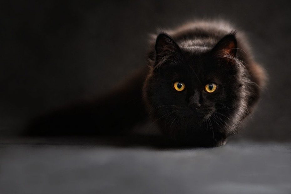 Oração do gato preto de São Cipriano